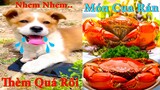Thú Cưng TV | Pets | Bông ham ăn Bí Ngô Cute #50 | chó vui nhộn | funny cute smart dog pets