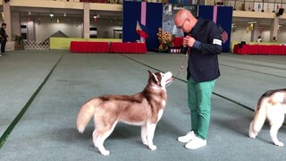 Siberian Husky National Specialty Championship Dogshow.