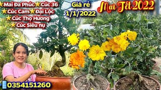 Mai Tết 2022🌟 1/1/2022🪴Cúc Thọ Hương🌟Mai Đa Phúc🌟Mai đại lộc🌟Cúc 36🌟Cúc Cam📲0354151260💫CS Cần Thơ HG