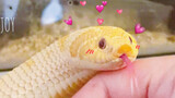 【Pig-nosed snake】Play with cute fat snake~ Kiss or not?