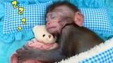 Monkey Baby Bon Bon sleeps in Bed with teddy bears and plays with puppy in the garden