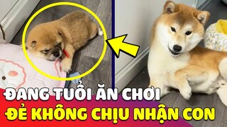 Con Sen 'BẤT LỰC' trước chiếc chó Shiba 'LẦN ĐẦU LÀM MẸ' không nhận ra con mình 😅 | Gâu Đần