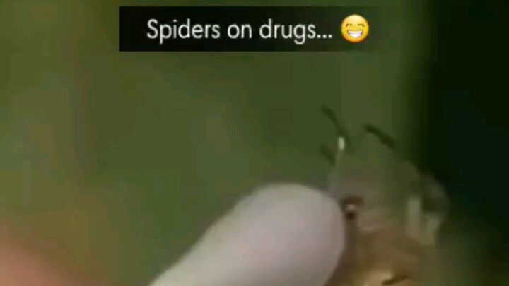 Spiders on drugs