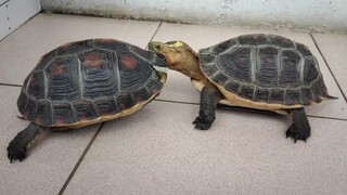 My Yellow-Margined Box Turtle Had A Successful Mating Day