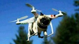 Drone: Anda benar-benar anjing! ! !
