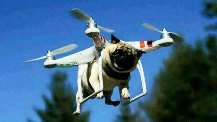 Drone: Bạn là một con chó thực sự! ! !