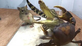 Rat: Frightened between a Crocodile and a Crab