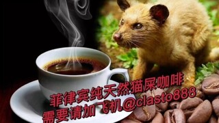 菲律宾🇵🇭猫屎咖啡 欢迎预定 一公斤起批发 每次都是新鲜采摘下来临时烘培出来的哦 欢迎咨询飞机✈️@clasto888