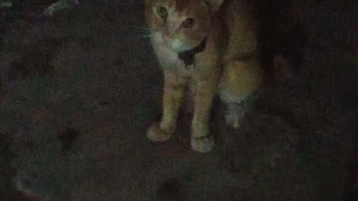 kucing doang