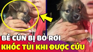 Bé cún bị bỏ rơi 'KHÓC NỨC NỞ' khi may mắn được bà cô 'CƯU MANG' 🥰 | Gâu Đần