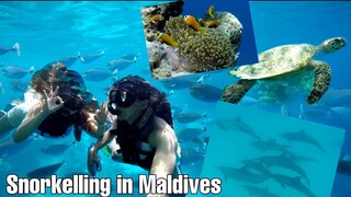 Snorkelling With A Pod of Dolphins, Turtles And a School of Fishes in the Maldives | Angel Openiano