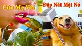 Thú Cưng TV | Dương KC Pets | Gâu Đần và Bà Mẹ #9 | Chó Golden Gâu Đần thông minh vui nhộn  cute dog