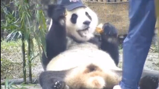 熊 猫 百 态