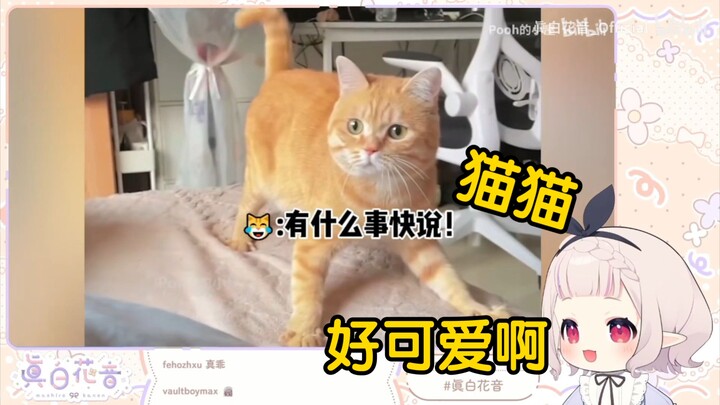 日本萝莉看《有些猫已经把自己当人了!》当场绷不住了！“猫猫真厉害啊！！！”