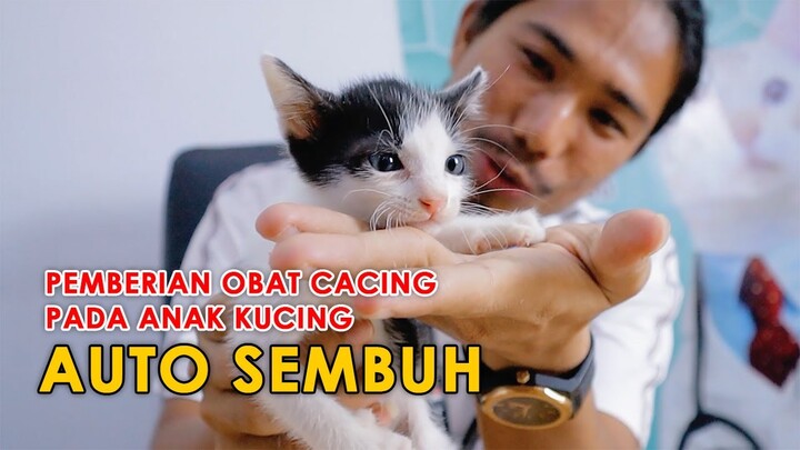 Pemberian Obat Cacing Pada Anak Kucing AUTO SEMBUH!!