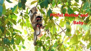 Younger Mother Monkey Melona Escaping Baby to Hide in The Safe Place