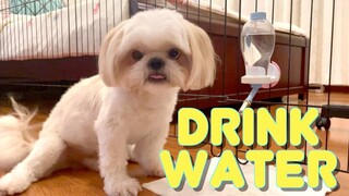 Teaching A Shih Tzu Dog How To Drink Water Part 2