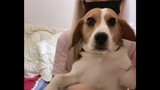 Aku minta maaf karena aku terlahir sebagai anjing beagle, tapi aku telah menyebabkan banyak masalah 