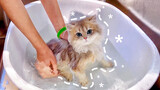 Anak kucing berusia 4 bulan mandi untuk pertama kalinya.