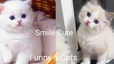 Funny & Cats - รวมน้องแมวน่ารัก 27
