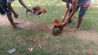 Kontrapelo Spar Bulik nagbabalik🐸🌾🐓🌽 vs Mayahin na baguhan🐥🕊️🐓 #Dallyreddragonfarm