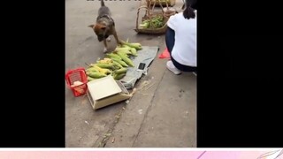 Xiu Gou buys melons, but cabbage