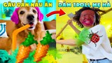 Thú Cưng Vlog | Chó Gâu Đần Golden Troll Mẹ #13 | Chó golden vui nhộn | Smart dog golden funny