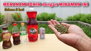 EKSPERIMEN: BENIH tumbuh dengan COCA-COLA, SPRITE, FANTA