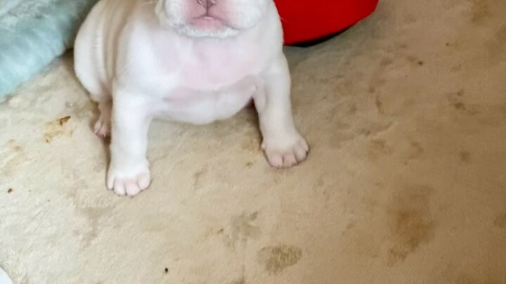 French bulldog Lilactan platinum