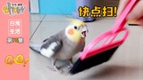 看了这期视频你还会想养鹦鹉吗？
