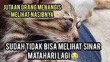 Astagfirullah Anak Kucing Liar Minta Pertolongan Sudah Buta Total Langsung Bawa Ke Dokter..!