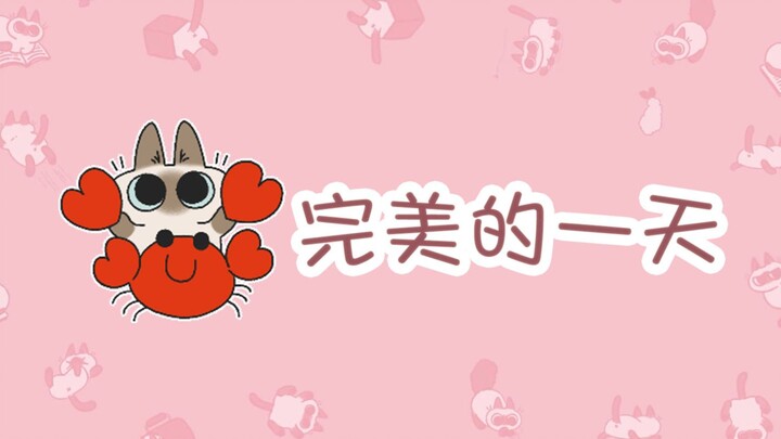 [Siamese Cat Xiaodou Ni] ฉันขอยืมคุณเล่นกับฉันสักวันได้ไหม?ヾ(๑╹◡╹)ﾉ"
