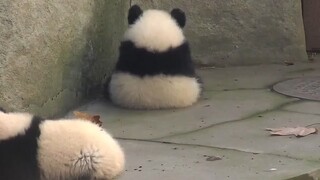 up主说：这才是真正的熊猫，以前的熊猫都是假的！——熊猫系列（84）