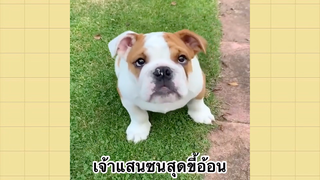 เพื่อนตัวน้อยแสนซน : เจ้าแสนซนสุดขี้อ้อน