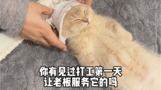 小猫体验一百种职业之美甲师助理