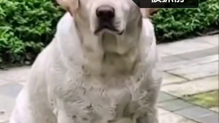 Labrador Retriever caught and released