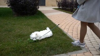 Đưa cún yêu lười nhất thế giới đi dạo ở nước ngoài _ Holly _ pomeranian _ 9