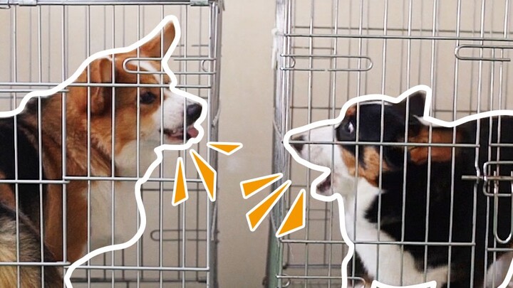 Chó|Cuộc cãi vã của Corgi