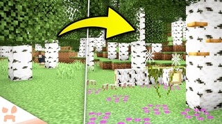 THE BEST MINECRAFT BIRCH FOREST UPDATE CONCEPT