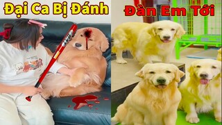 Thú Cưng TV | Trứng Vàng và Trứng Bạc #33 | Chó Golden Gâu Đần thông minh vui nhộn | Pets smart dog