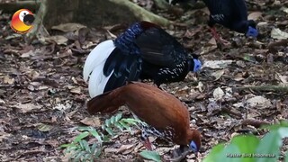 Ayam Terindah di Dunia ternyata Ada di Indinesia