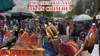 Phiên Chợ Chim Cảnh Đầu Năm Du Khách Khắp Nơi Đua Nhau Tuyển Chim Toàn Chim Đẹp Giá Rẻ