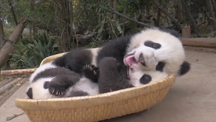 Hewan|Panda Besar Bertingkah Lucu
