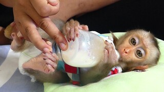 So Cute Baby Monkey | Smart Little Baby Maku Know How To Comfortably Drinking Milk