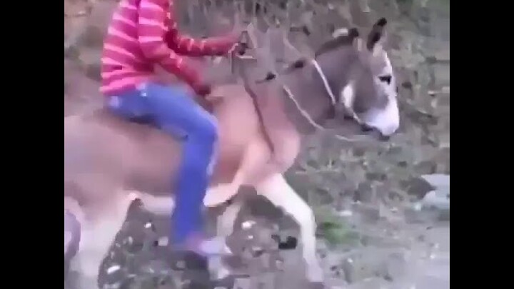 Video Lucu Hewan Naik Keledai Seperti Naik Motor Balap Racing
