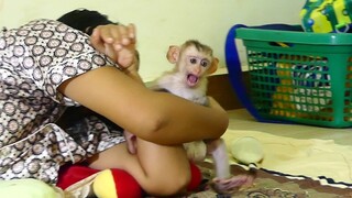 Cute Baby monkey Maki angry mom not allowed go to play wardrobe closet because mom Want him to sleep