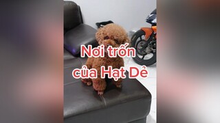 Cô chú có thấy Hạt Dẻ trốn ở đâu không ạ 🤣 HatDe TeamHatDe Mas DogTraining dogsoftiktok 강아지 멍멍이 ThuCung  doglover