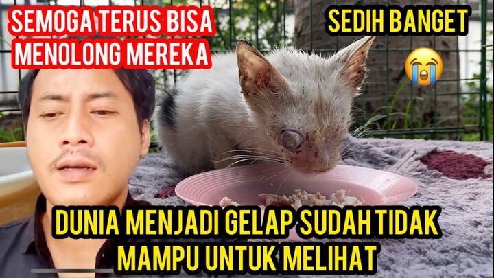 ANAK KUCING BUTA KELAPARAN PART 2 SUDAH DAPAT BANYAK MAKAN DI CATS LOVERS TV