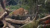 Amazon Wildlife Animals Photography