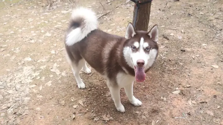 When the Owner Pretends to Abandon the Husky